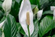 Spathiphyllum – visina 50-60cm

Biljka kojoj odgovara senovito ili delimično osvetljeno mesto.  Zahteva redovno zalivanje i prihranu jednom sedmično u periodu aktivnog cvetanja. Zovu ga i devojačkom srećom. Prelepi beli cvetovi (brakteje) se dugo zadržavaju na stabljikama. Neutrališe toksične gasove u prostoriji i prečišćava vazduh.