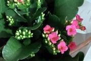 Calanchoe blossfeldiana- visina 20-25cm

Veličanstvena sukulentna biljka dugog perioda cvetanja.