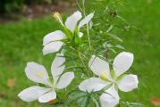 Stanište: sunčano

Višegodišnji baštenski hibiskus. Prezimljava na otvorenom. U jesen gubi nadzemni deo, sledeće godine krajem maja niče iz korena.
Cvetovi, čisto beli, 15-20cm, sa dugim prašnicima otvaraju se do mrazeva.

Visina u punoj vegetaciji do 200cm.