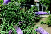 Botanički naziv: Buddleia davidii

Isporučuje se kao: 1 sadnica

Opis: Ukrasni žbun dugih cvetnih klasova koji privlači leptire

Stanište: sunčano ili polusenovito

Visina u punoj vegetaciji: 1,5-2,5 m

Vreme cvetanja: letnji meseci

Životni vek: višegodišnja biljka