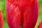 Tulip Red Ving je prelep tulipan sa resama koji daje cvetove blistave crvene boje, svaki ukrašen crnom bazom i stiče se utisak da svetle kad ih obasja sunce. Red Ving je privlačna lala savršena za baštu. Ima prelepo crno srce koje se otkriva kada se lala otvori.

Grupa Crispa/Fringed lala

Kasnocvetajuće lale poznata kao Crispa ili Fringed sada imaju svoju grupu i veoma su tražene zbog lepote cvetova koji na vrhu imaju rese. Treba znati da su nastale kao mutanti drugih grupa lala, da će visina (35-75cm) i period cvetanja varirati. Jedino zajedničko ovim lalama su veoma fine urezane latice. Cvetaju sredinom kasnog proleća i donose eleganciju u baštu.

Odlična za rezani cvet.

Isporučuje se kao: lukovica

Mesto sadnje: sunčano/polusenovito

Održavanje: lako

Potreba za vodom: prosečna

Visina u punoj vegetaciji: 45cm

Širina u punoj vegetaciji: 10cm

Dubina sadnje: 15-17cm

Razmak sadnje: 10cm

Vreme cvetanja: maj

Rezani cvet: da

Optimalno vreme sadnje: od septembra do novembra-decembra (dok zemlja ne smrzne)

Životni vek: višegodišnja