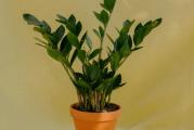 ZZ plant – Zamioculcas zamiifolia – visina 40cm

Biljka kojoj odgovara delimično osvetljeno mesto ali može dobro podneti i tamnija. Sjajno zelenih, čvrstih listova i jakih stabljika, uspravnog rasta. Zahteva minimalnu negu i jedna je od retkih biljaka koja podnosi zanemarivanje. Zaliva se umereno i tek pošto se supstrat osuši. Uz dobru negu može postati impresivno velika i dugovečna biljka. Omiljena sobna lisnodekorativna vrsta.