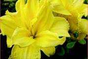 1 sadnica
Botanički naziv: Hemerocallis
Opis: Dupli žuti cvetovi su pravi ukras ovog hemerokalisa. Što je biljka starija cveta obilnije i krupnijim cvetovima.
Stanište: sunčano
Visina u punoj vegetaciji: 60-70cm
Vreme cvetanja: jul-septembar Životni vek: višegodišnja biljka 