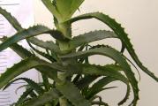 Aloe arborescens – visina 40-50cm

Jedna od najlekovitijih vrsta aloje. Kod nas ne može da prezimi na otvorenom pa je tokom zime treba uneti u zaštićen, prohladan prostor (oko 10°C) uz oskudno zalivanje jednom do dva puta tokom zime, a ako ima dovoljno svetlosti može se gajiti i kao sobna biljka uz češće zalivanje zavisno od temperature.  Pored dekorativnih svojstava, gaji se i zbog njenih lekovitih svojstava. Gel koji se dobija iz listovakoristi se za zarastanje rana i regeneraciju kože, za opekotine, posekotine i druge probleme sa kožom.