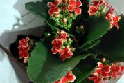 Calanchoe blossfeldiana- visina 20-25cm

Veličanstvena sukulentna biljka dugog perioda cvetanja.