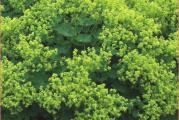 Damin plašt je drugi naziv za ovu prelepu biljku koja je najlepša u polusenci i senci gde se brzo širi i pokriva tlo. Prelepi listovi i žutozeleni listovi