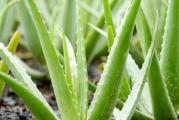 Aloe vera barbadensis Miller – visina 25-35cm

Sočna biljna vrsta sa mesnatim,  nazubljenim listovima. Često je obeležena belim mrljama. Voli topla staništa. Zaliva se retko do umereno, zavisno od temperature. Kod nas ne može da prezimi na otvorenom pa je tokom zime treba uneti u zaštićen, prohladan prostor (oko 10°C) uz oskudno zalivanje jednom do dva puta tokom zime, a ako ima dovoljno svetlosti može se gajiti i kao sobna biljka.  Pored dekorativnih svojstava, gaji se zbog pročišćavanja vazduha, a gel koji se dobija iz listova, poznat je od davnina po svom dejstvu očuvanja vlage i regeneracije kože, posebno za opekotine od sunca, posekotine i druge iritacije kože. Sastojci aloje kao što su polisaharidi, enzimi, aminokiseline, kao i antioksidansi, vrlo su efikasni u nezi i regenaraciji, hidrataciji kože  i smirivanju iritacija. Koži daju elastičnost i koriste se u preparatima za negu lica, tela i kose. Interno se koristi kao laksativ, dodaje se suplementima, a koristi i u ishrani.