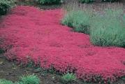 Sadnica .ovo je sasvim niska varijanta majcine dusice koja sluzi za pokrivanje tla .Cveta krajem maja i u junu ,cvetovi sitni purpurno crvene boje pa je drugacje zovu thymus crveni tepih .Visina joj je oko 1 cm .Biljka je zasadjena u saksiju9x9 cm .