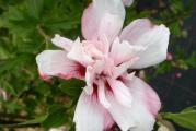Sadnica,visina oko 1,8 -2 m,suncan polozaj,cvet zanimljiv dupli roze boje.Cveta od jula do septembra.Biljka je zasadena u kontejner(crna kesa namenjena za sadnju).