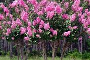 Sadnica . Indijski jorgovan prirodno raste kao zbun ali se moze formirati kao omanje drvo visine od 2 do 3 m . Pogoduje mu celodnevno sunce i mesta gde se ne zadrzava vlaga . Listovi su ovalni , glatki i sjajno zeleni koji u jesen poprimaju narandzastu boju a zatim opadnu . Period cvetanja je od juna do septembra . Cvetovi su tamnije roze boje i grupisani su u zgusnute cvasti . Prve godine potrebna je zimska zastita  mada i kasnije kada su ostrije zime desava se da grane delimicno izmrznu . U prolece kad krene vegetacija mrtvi delovi se ostranjuju . Biljka je zasadjena u saksiju precnika 15 cm . 