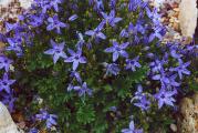 Sadnica. Cveta u maju i junu ,cvetovi su zvezdasti , plave boje, voli  polusenovite položaje. Biljka je zasađena u saksiju prečnika 13 cm .