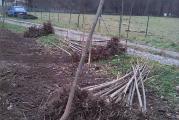 Paulovnija elongata (Paulownia elongata) je drvo budućnosti. Zadivljujuća moć rasta, za 8-9 godina može da poraste do 18 m, raste pravo i praktično bez čvorova. Može se koristiti za pošumljavanje, za proizvodnju drvne mase za ogrev (za 10 godina 0,7-1,0 kubika po stablu, dok 1 kg briketa od ovog drveta ima istu kaloričnu vrednost kao i kg mrkog uglja, a skoro dvostruko veću nego kod hrasta, bagrema ili graba), za proizvodnju biomase, za proizvodnju furnira i nameštaja (vrlo lako se obrađuje), za proizvodnju stočne hrane, kao i niz drugih primena. 

Ova vrsta drveta se izuzetno lako razmnožava putem semena u odgovarajućim uslovima sredine.

Cene za različite količine su:

500 semenki - 350 dinara
1.500 semenki - 500 dinara
2.500 semenki - 750 dinara
5.000 semenki - 1.000 dinara

Uz semenke dobijate i detaljno uputstvo za sejanje, zajedno sa opisom mera zaštite, navodnjavanja, sadnje sadnica i održavanja sve do 3. godine. Takođe dobijate i kesicu neke druge vrste paulovnije GRATIS, radi probe i poređenja.

Seme je sveže, zdravo i ovogodišnje. Garantujemo za visoku klijavost semena.

U ponudi imamo semena hibrida ShanTong, 9501, 9503 sa fitosanitarnim sertifikatom, kao i semena osnovnih vrsta, elongate, fortunei i tomentose.

Proverite zašto većina proizvođača sadnica uzima seme od nas.