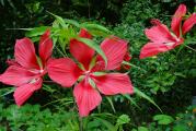 Višegodišnji baštenski hibiskus. Prezimljava na otvorenom. U jesen gubi nadzemni deo, sledeće godine krajem maja niče iz korena.
Cvetovi, intenzivno crveni, krupni, sa dugim prašnicima otvaraju se do mrazeva.

Visina u punoj vegetaciji do 250cm.

 

