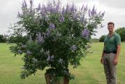 KONOPLJIKA (Vitex agnus castus) se naziva i divlji biber ili drvo čednosti, jer su je koristili monasi za smanjenje seksualnog nagona, zbog uticaja na hormonski status. Primenjuje se preko 2500 godina za regulaciju menstrualnih poremećaja, a naučna istraživanja 
potvrđuju ovakvo dejstvo.
Kliničke studije u kojima je korišćen ekstrakt konopljike su pokazale smanjenje glavobolje, oticanja dojki, nadutosti, potrebe za slatkišima, osećaja straha, nervoze, depresije, promena raspoloženja posle samo jednog meseca upotrebe. 
Prijaju joj vlažna mesta,nalazimoje uz obale potoka i jezera.
Izuzetna je medonosna biljka,pčeleje rado posećuju radi sakupljanja nektara.
Nekada su se grane konopljike koristile za pletenje.Semeke su ljutkastog ukusa.Mogu se koristiti kao zamena za biber.Semenke se koristei za lečenje menstrualnih tegoba.

Seme potopiti 24 h u vodi pa sejati na oko 1cm u supstratu ili ih staviti u ziplok kesici ( u kojoj se nalazi malo peska koji non stop mora biti vlažan ) i smestiti ih u frižderu na 4-12 nedelja. Nakon tog perioda se seme seje u kontejneru, i prekriva sa oko 0,5-1cm kupovne zemlje- potrebno je održavati umerenu vlažnost zemlje. Klija veoma lako i brzo. tkdj se mogu sejati direktno u basti s jeseni bez stratifikacije.