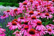 Ehinacea (lat. Echinacea purpurea, E. angustifolia, E.pallida) je divlja biljka ružičastog cveta poreklom iz Severne Amerike. Lekovite materije iz ehinacee deluju imunostimulativno, dakle stimulišu imuni sistem da stvara više odbrambenih ćelija i time se lakše izbori sa izazivačima bolesti. Ehinacea je prirodni antibiotik i veoma pouzdan čistač limfnih ćelija.Za lečenje se koriste i nadzemni i podzemni delovi biljke i od njih se pripremaju sirupi, čajevi, tinkture, tablete, sokovi... 
Eninacea je takodje medonosna i njen polen kao prirodni antibiotik svakako preventivno štiti pčele.
A takodje od cvetova i korena ehinacee korena možete napraviti svoju lekovitu tinkturu.
Teglu napunite svežim cvetovima ehinacee i prelijete je sa vodkom.Držite na tamnom mestu i procedite nakon tri nedelje i vaša lekovita tinktura je spremna.



