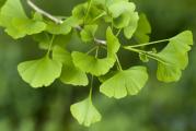 Među ljubiteljima bonsai umetnosti Ginko biloba je jedna od omiljenih vrsta drveća. Ginko biloba je najstarija biljka na Zemlji. Pojedini primerci ove biljke žive i do hiljadu godina. Njeno lišce i seme vec se vekovima koristi u staroj kineskoj medicini, prvenstveno za lecenje astme, bolesti bronhija i pluca, kao i za poboljšanje periferne i moždane cirkulacije krvi. Savremena medicina prihvata, takodje, preventivno i lekovito delovanje ginka. Važno je napomenuti da je ginko najšire korišcen prirodni preparat današnjice.

Ginko poboljšava memoriju i druge moždane aktivnosti, deluje blago antidepresivno, anksioliticki i koristan je za osobe koje pate od migrene. Olakšava tegobe kod astme, alergia, Alzheimerove bolesti, kao i kod kardiovaskularnih bolesti. U krvnim žilama deluje antiagregacijski, Odnosno, sprecava trombozu. Reguliše povišeni kao i sniženi krvni pritisak. Poželjno ga je koristiti ako postoje problemi s jetrom ili bubrezima, raznim upalama, impotencijom, zujanjem u ušima, slabijim sluhom usled starosti, slabljenjem vida, vrtoglavicama i hemoroidima. Pospešuje iskorišcavanje glukoze, pa je koristan i za dijabeticare. Obzirom da i uopšteno utice na cirkulaciju, korišcenje ginka smanjuje neugodnosti vezane za proces starenja, povecava radne sposobnosti, ubrzava zarastanje rana i olakšava oporavak od upale vena.
Ginko je najbolje sejati na jesen direkto u zemlju kako bi tokom zime prirodnim putem prošao period stratifikacije.