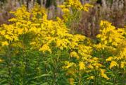 Višegodišnja biljka kojoj odgovara polusenka i potpuno sunce. Solidago Goldkind je hibridna vrsta zlanice koju često vidjamo po našim poljima. Bujnijeg je cveta i više privlači pčele i insekte od svog pretka obične zlatnice. Vrlo je zanimljiva i kao rezani cvet. Zbog visine najbolje ju je saditi u pozadini ostalog cveća.Cveta krajem septembra, početkom oktobra. Kada se posadi svake godine se sve više i više širi putem korena stvarajući koloniju.