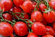 Piennolo Del Vesuviio (tradicionalni italijanski čeri paradajz) Izvorno se gaji u južnim delovima regije Kampanija ( glavni grad Napulj ), u okolini Vezuva. Kožica ovog čeri paradajza je malo deblja , ali u isto vreme ona ostaje dovoljno mekana za jelo. “ Piennolo” na napuljskom dijalektu znači “ visiti” , a upravo je to jedan od načina kako lokalni uzgajivači čuvaju ovaj paradajz. Naime, grane sa polodovima se obese da vise oko mesec dana kako bi se plodovi sasušili, a zatim se seckaju i ređaju u teglice, što predstavlja tradicionalni način konzerviranja, tj. čuvanja za zimu. Drugi način konzerviranja podrazumeva da se svež paradajz iseče na polovine i zajedno sa kožicom poređa u teglice u svom sopstvenom soku. Plodovi su mesnati, izuzetno svežeg ukusa, što znači da su slatkoća i kiselost idealno izbalansirani.