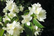 baštenski žbun cveta mirisnim belim zvonastim cvetovima 
otporan na mraz i na sušu 
reznice nisu ožiljene 