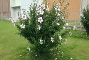 niže drvo ili žbun listopadna vrsta cvetovisu krupni beli ili rozi 
sadnica je oko 70cm