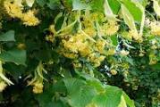 drvo krošnjate forme mirisnih lekovitih cvetova koje pčele obožavaju,krupnih listova koji su tamno zeleni a naličje sivo mekano