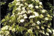 žbun srednjeg rasta listopadni je i otporan nsve uslove 
cela biljka je vrlo zdrava i lekovita od lista preko cveta čak i kore 
sadnica je oko 1m 