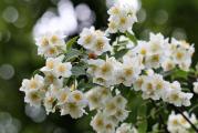 Niži dekorativni žbun listopadne forme dekorativnih zvonastih mirisnih cvetova 
Biljka je dobro oživljena i visine oko 70cm