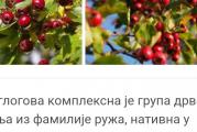 Niže drvo ili žbun trnovitom stabla sitnih ukusnih crvenih plodova koji su vrlo zdravi i koriste se za lečenje bolesti srca kao čaj ili tinktura