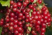 Niski listopadni žbun
Vrlo otporan na sve uslove
Radja crvene plodove u grozdovima
Vrlo ukusne i aromatične
A i prepune vitamina 
List veoma lekovit