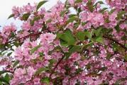 niski listopadni žbun koji cveta u maju roze trubastim cvetovima 
prelep je i vrlo dekorativan