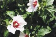 vrlo dekorativna cvbetajuća vrsta cveta krupnim belim trubastim cvetovima od avgusta do novembra