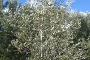 Listopadno drvo visoke forme tamnozelenih listova koji su sa naličja beli baršunasti stablo bele kore pa se zato zove bela topola
Dekorativna i otporna vrsta 
Voli vodu 