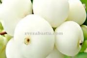 niski žbun padajuće forme koji ima veoma dekorativne bele viseće kuglice sakupljene u grozdove koji žbunu daju posebnu draž
biljka je posadjena u plastičnoj kutiji tako da ne predstavlja problem za sadnju 