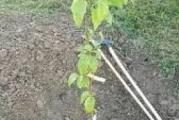 sadnica duda oko 1,20m 
drvo je vrlo otporno listopadno radja plodove koji su vrlo ukusni i zdravi 
