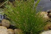 vrlo lepa i dekorativna barska trava voli da je blizu vode ili obilno zaliva