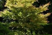 dekorativno drvo vrlo otporno na sve uslove,raste i na vlažnom i suvom tlu,ima dekorativne listove cveta u proleće u metličastim grupicama iz kojih u jesen nastaju leptirasti plodovi koji su ujedno i dekorativni u jesen list dobija svetlo žutu boju tako da vrlo lepo izgleda inače dobro podnosi orezivanje pa se može saditi i kao ograda biljka je zasadjena u kutiji tako da se može vrlo lako presaditi na odredjeno mesto u bilo kom dobu godine