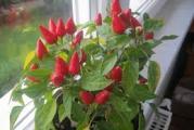 vrlo niska biljka crvenih uspravnih okruglih malih plodova koji su vrlo ljuti crvene boje
