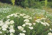 niska višegodišnja  vrlo otporna lekovita biljka cveta belim cvetovima 
oji su vrlo aromatični