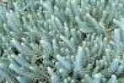 zimzelena sedum biljka sive boje mesnatih listova puzeci pollako osvaja povrsinu zemlje praveci tako mekani tepih srebrnaste boje