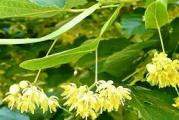 višegodišnje listopadno drvo vrlo otporno na sve uslove cvet vrlo mirisnim cvetovima koji su vrlo mredonosni pa se sadi za pčelinju ispašu 