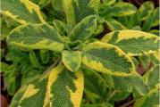 Šarenolisna žalfija vrlo dekorativna i višegodišnja biljka a ujedno i lekovita