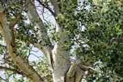 visoko drvo belog stabla listovi su s lica tamno zeleni a sa naličja paperjasto beli  na dugoj dršci  lako trepere na vetru 
vrlo je dekorativana i voli vlažne terene i blizu vode mada uspeva i na drugim terenima