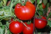 vrlo krupan paradajz stare sorte nije hibrid a vrlo je ukusan i dobar za jelo i preradu 