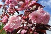 ukrasna japanska vrsta trešnje koja je veoma dekorativan svojim gustim rozim cvetovima  i blago crvenkastim listovima 
zasadjena je u kontejnerskoj saksiji 

