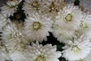 vrlo dekorativna visegodisnja biljka cveta sredinom juna sitnim belim cveticima formirajuci oblik lopte.biljku saljemo oformljenu sa pocetkom cvetanja.posadjena u kutijama
