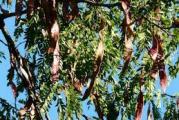 vrlo visoke forme listopadnog trnovitog stabla vrlo otporno na sva zemljišta 
cvet je vrlo medonosan oa je pogodno za sadnju blizu pčelinjaka 
