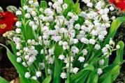 niska prizemna bljka puzave forme razmnožava se rizomima  cvet je grančica sa belim zvonastim cvetićima koji su u nizu vrlo je mirisna i dekorativna