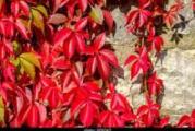 brzorastuća višegodišnja listopadan puzavica koja voli da se penje uz oslonac (ogradu,zid.terasu)
vrlo je otporna i nije uopšte zahtevna
vrlo brzo prekrije površinu koju želite 
sadnice su zasadjene u kutiji tako da se mogu zasaditi u bilo kom dobu
u roleće su listovi zeleni rasečeni na pet režnjeva pa je otud naziv petolisna a u jesen listovi pocrvene pa su još atraktivniji

