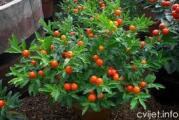 Veoma lepa i neobična biljka nalik na papriku ali nije jestiva,ima male okrugle plodove narandzste boje ,vrlo dekorativno izgledaju u kontrasu na zelene listove,sadnice su dobro ožiljene i posadjene u kontejneru spremne za saksiju