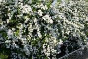 višegodišnji žbun otporana na sušu i hladnoću dobro podnosi minuse 
cveta rano u proleće belim mirisnim cvetovima zvonastog oblika sakupljenim skroz na celoj grani 